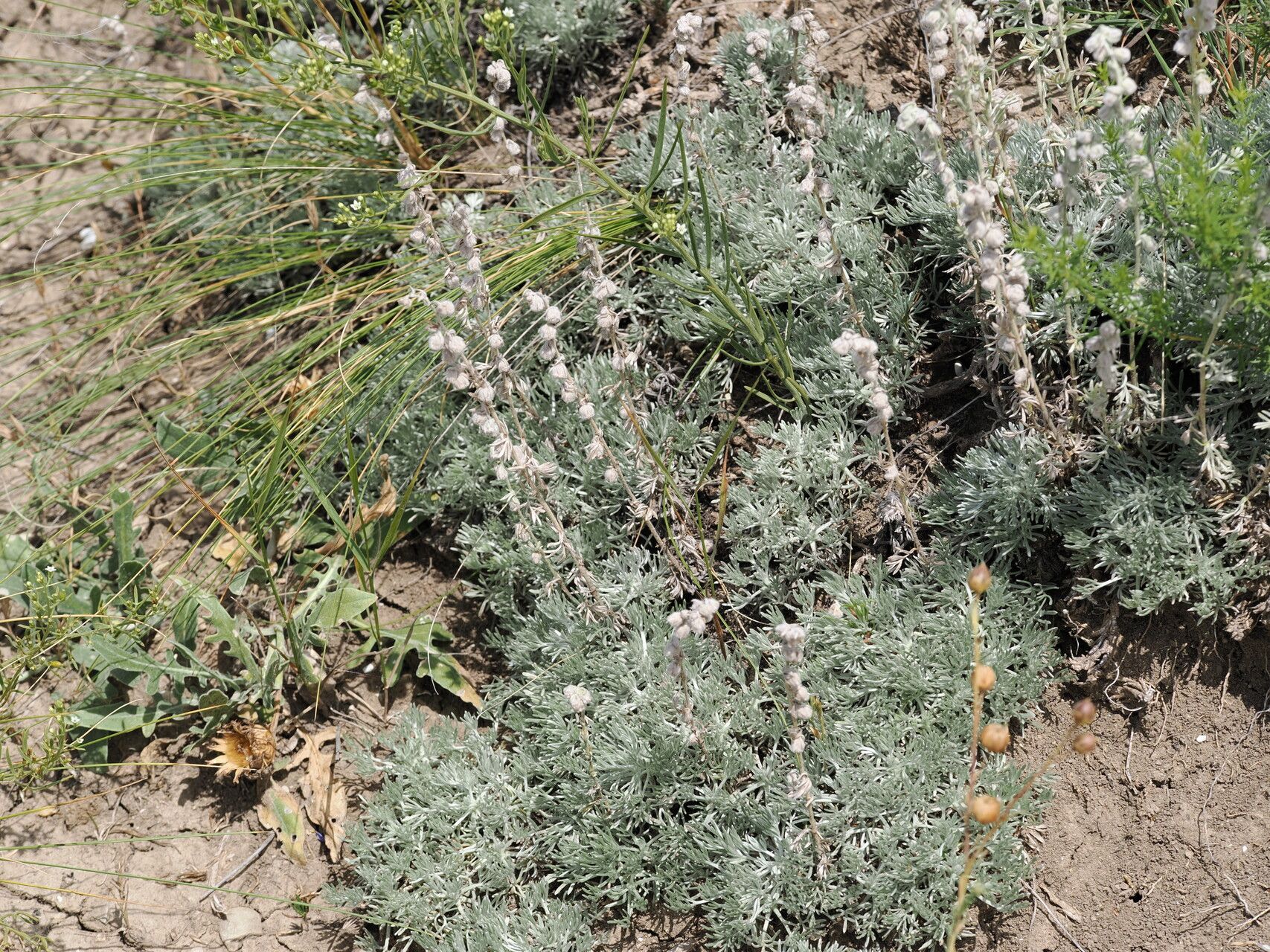 Artemisia alpina — search result for 'Artemisia'