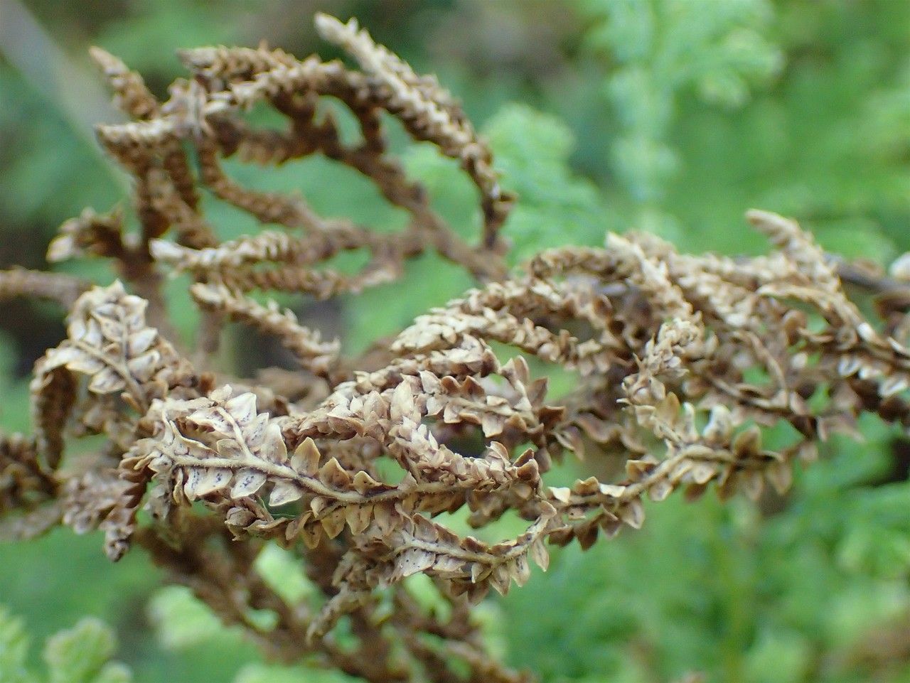 Selaginella tamariscina fruit