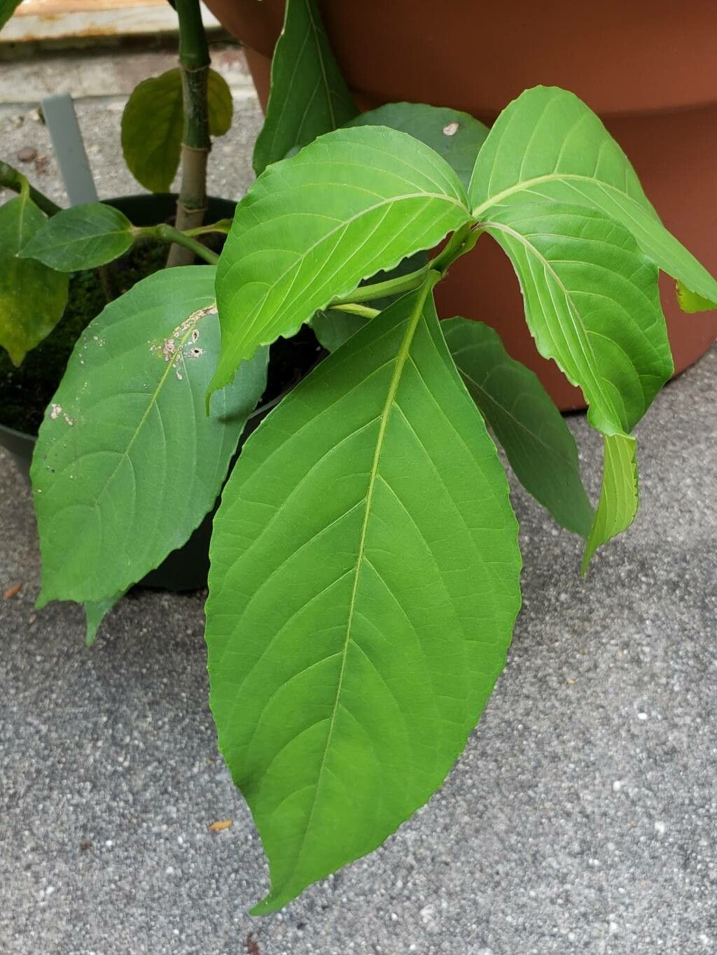 Suessenguthia multisetosa — houseplant care guide