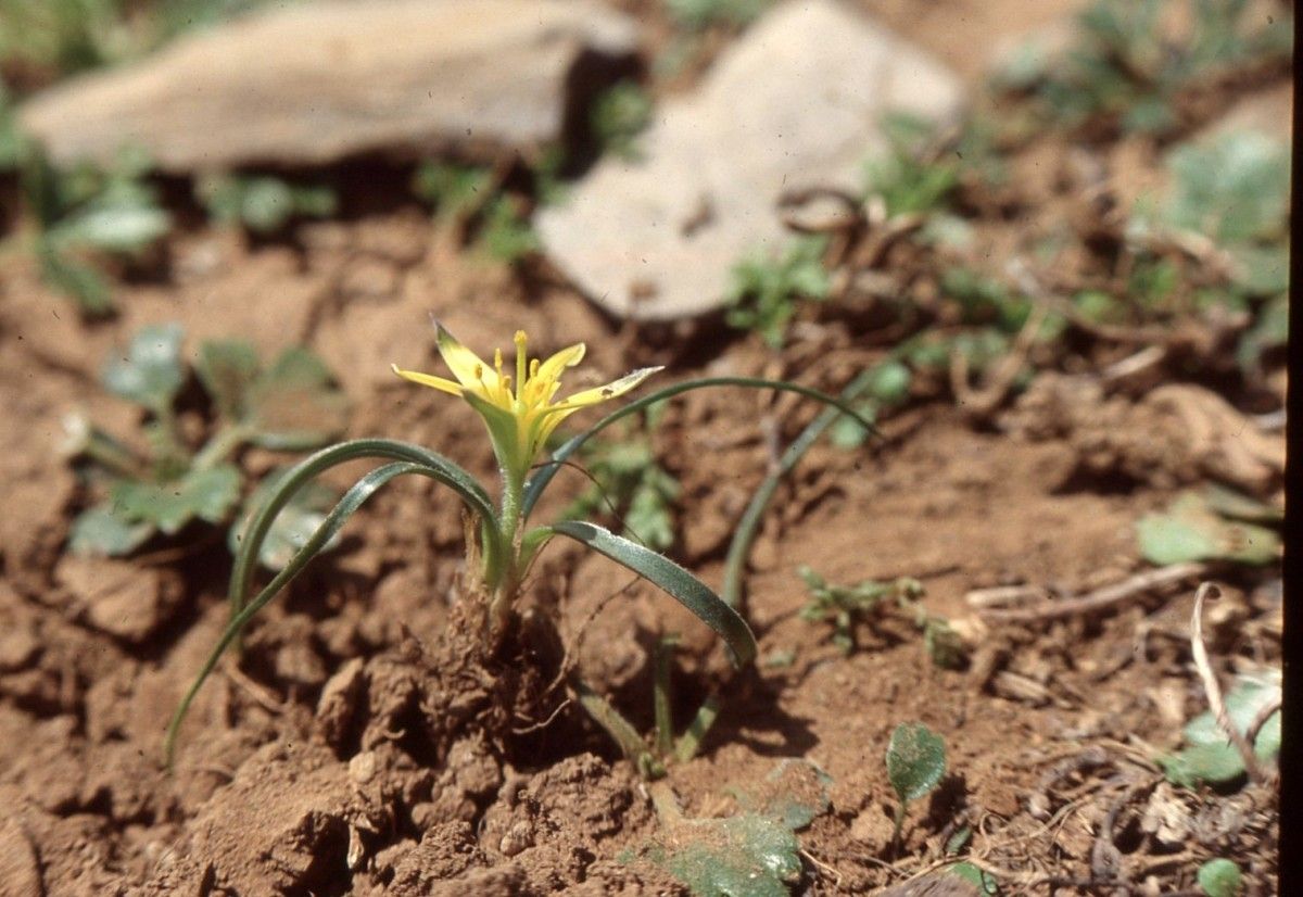 Gagea reticulata habit