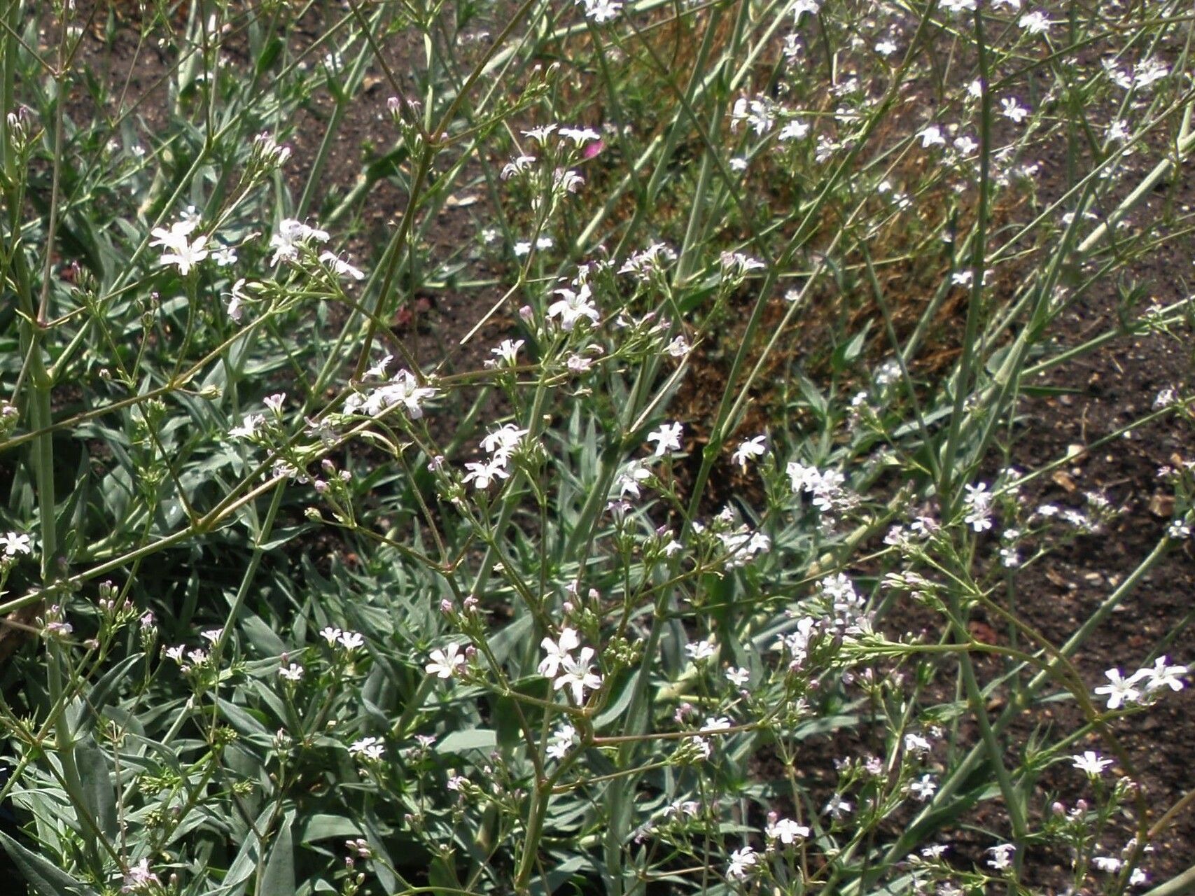 Gypsophila scorzonerifolia flower