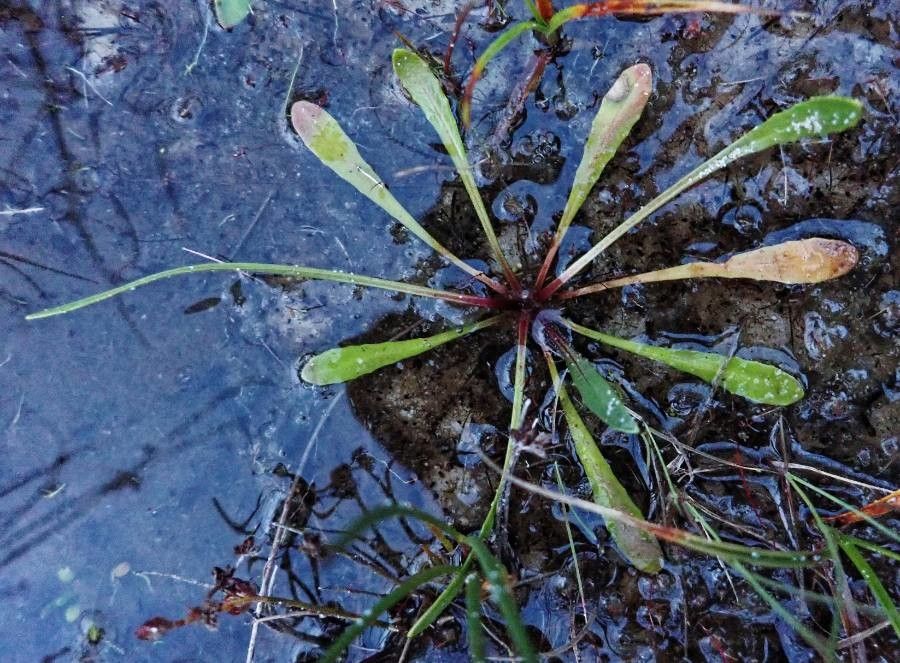 Limosella aquatica leaf
