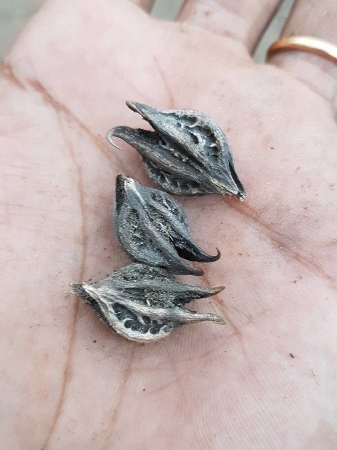 Martynia annua fruit