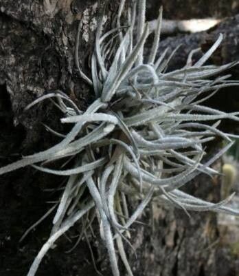 Tillandsia lepidosepala habit