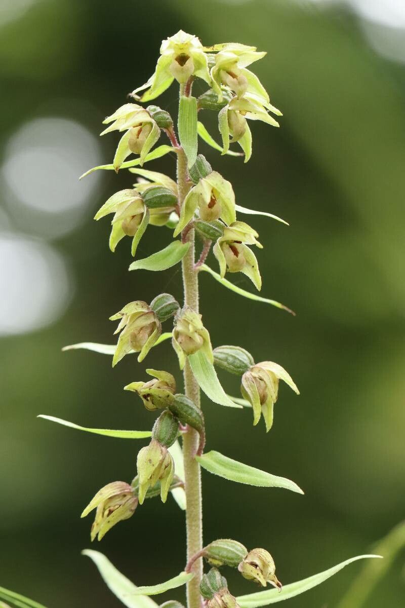 Epipactis papillosa — search result for 'Epipactis'