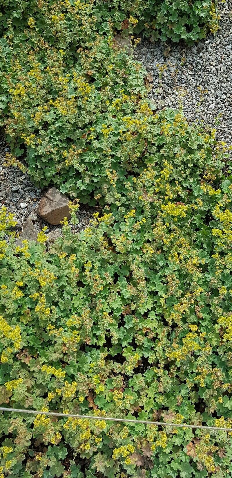 Alchemilla faeroensis habit
