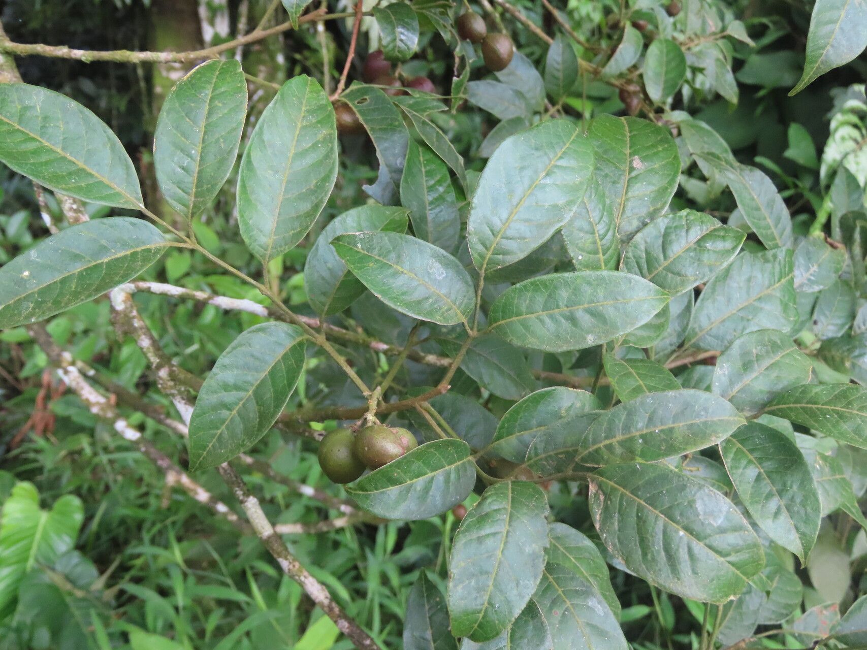 Protium brenesii — houseplant care guide