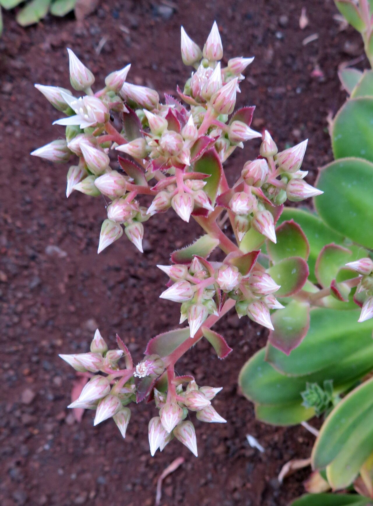 Aeonium glutinosum flower
