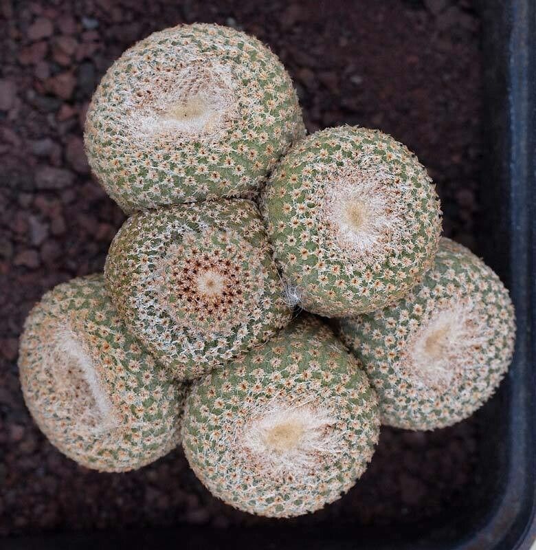 Yavia cryptocarpa habit