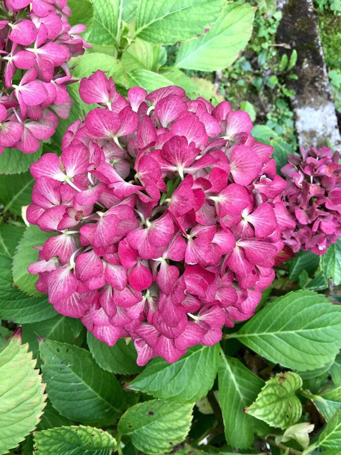 Hydrangea spp. flower