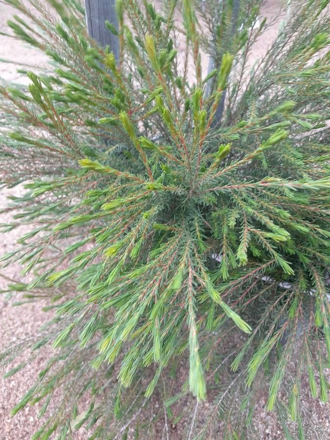 Calytrix depressa — houseplant care guide