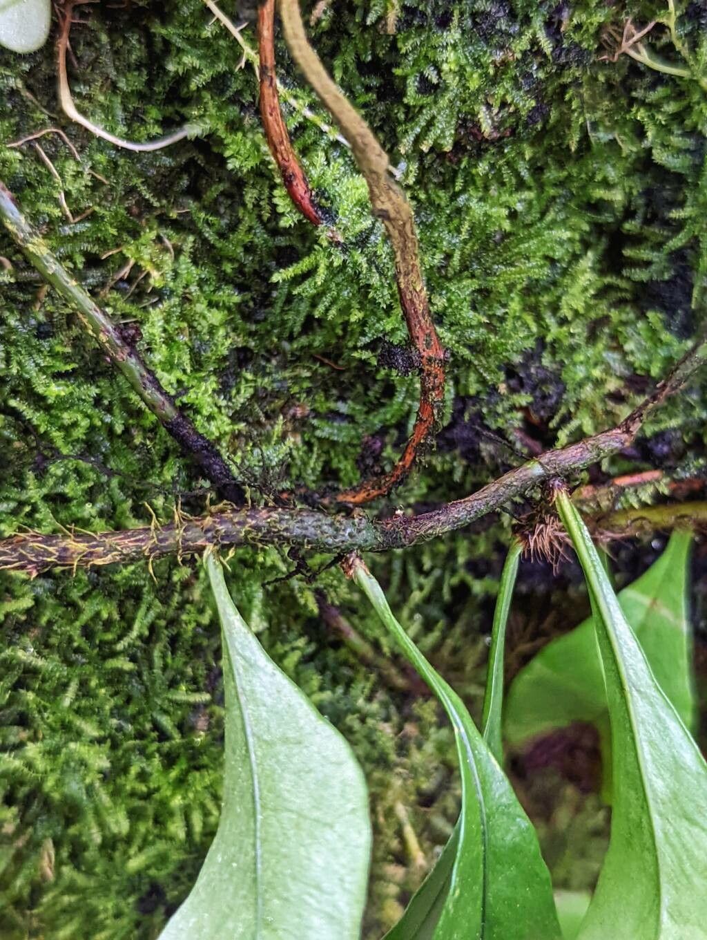 Microgramma lycopodioides bark