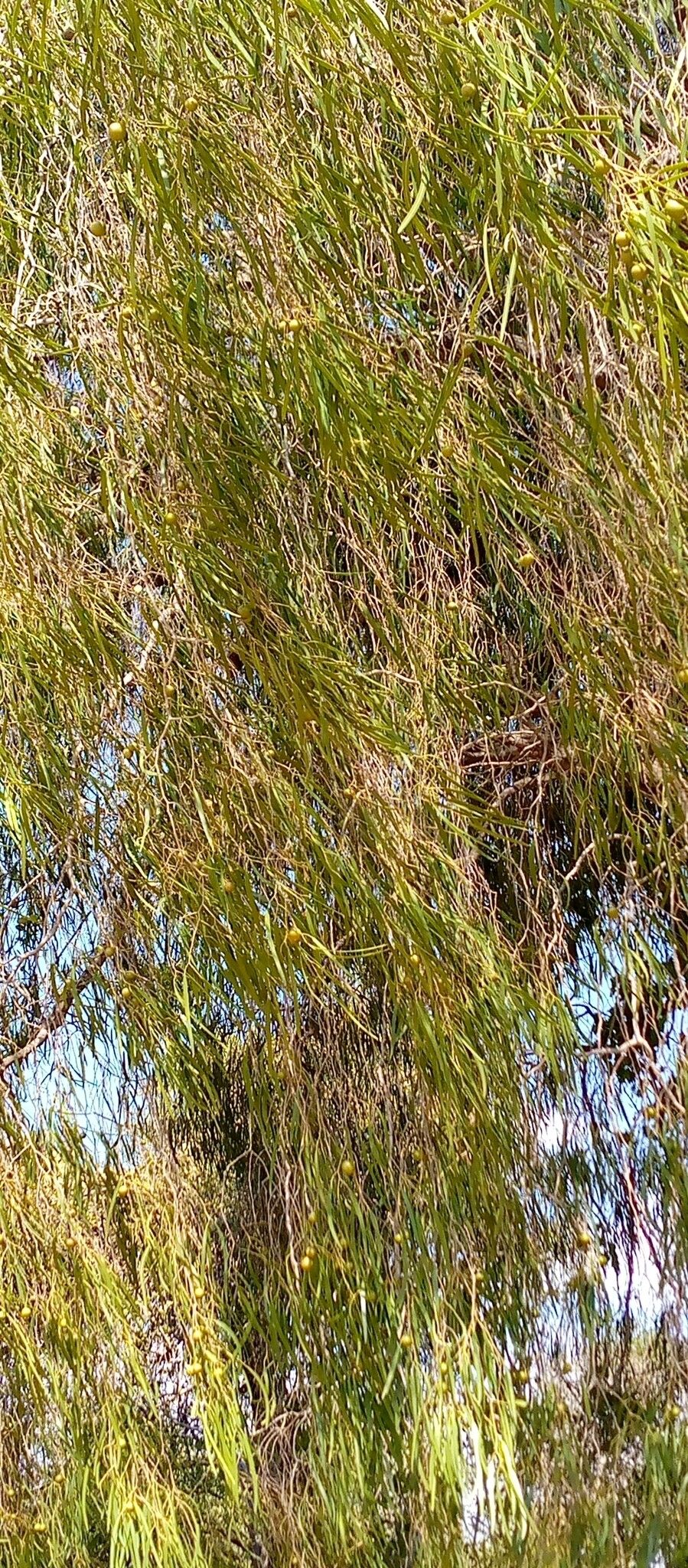 Boscia longifolia leaf