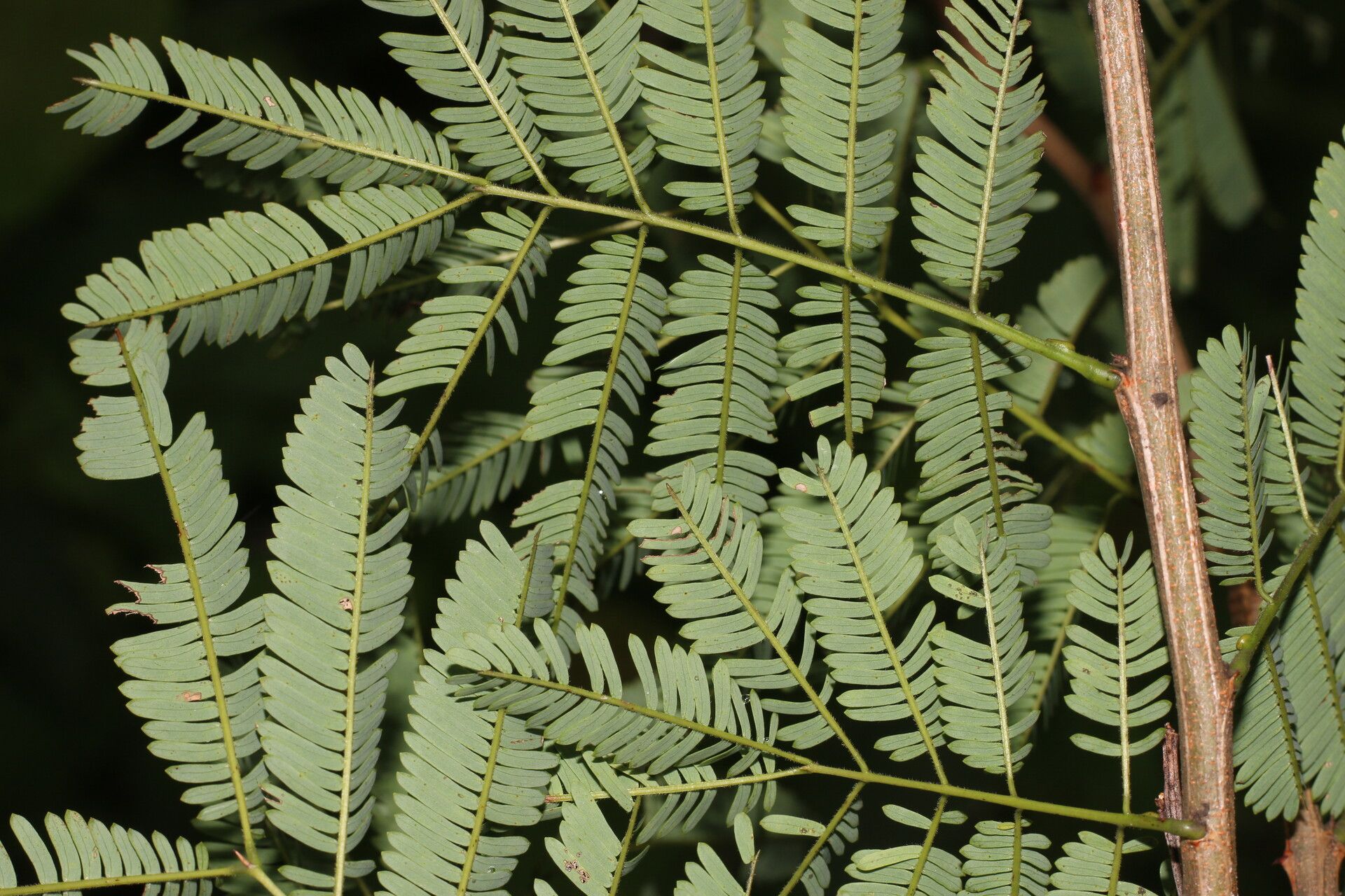 Piptadenia flava — related species from the same genus