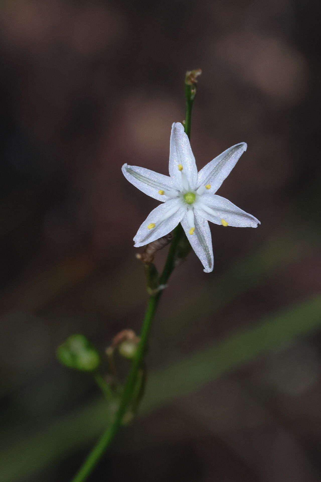 Caesia parviflora — houseplant care guide