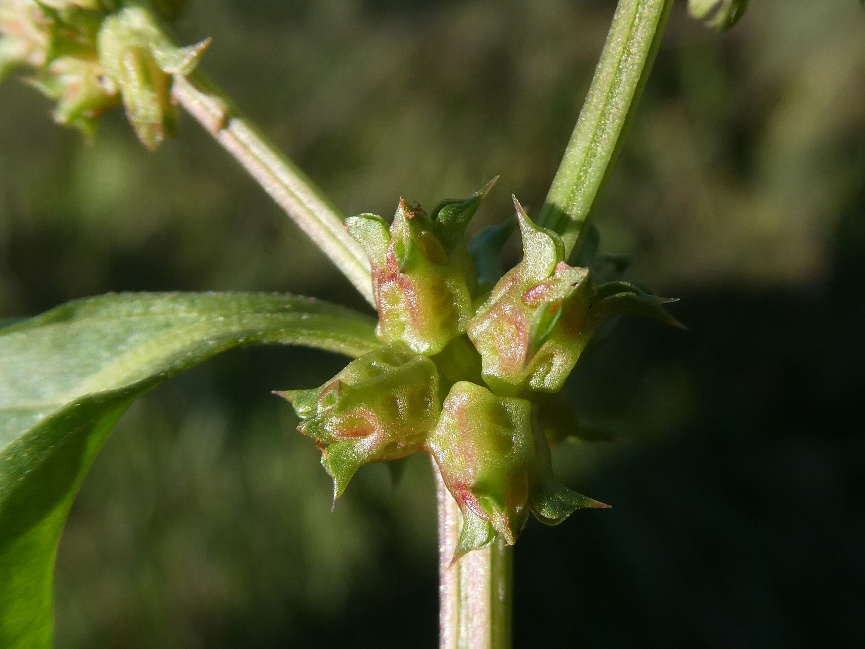 Rumex spinosus fruit