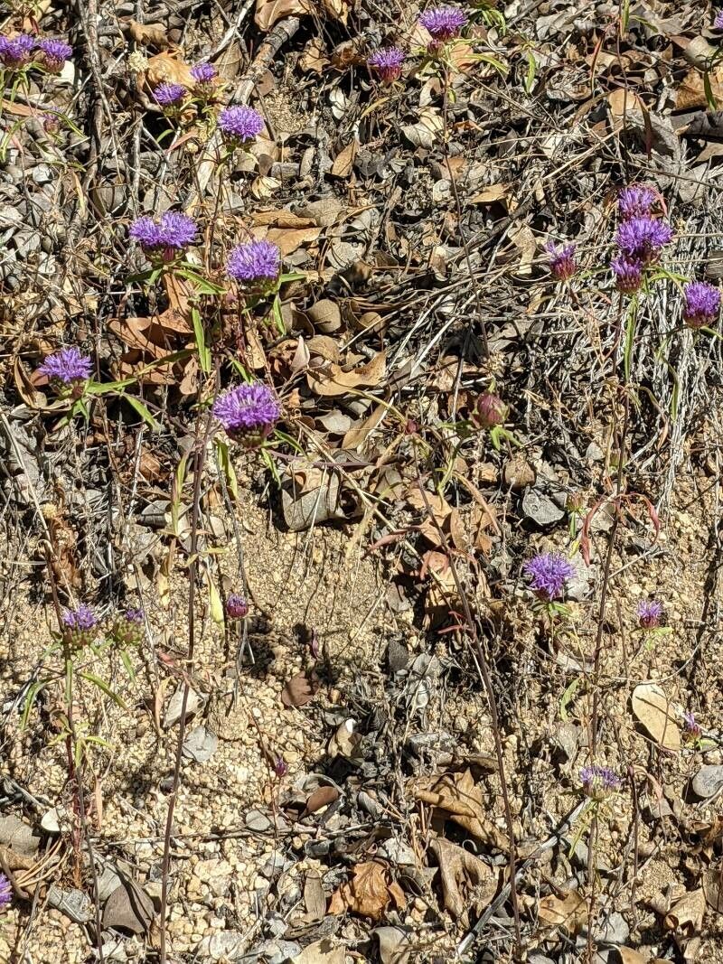 Monardella villosa — houseplant care guide