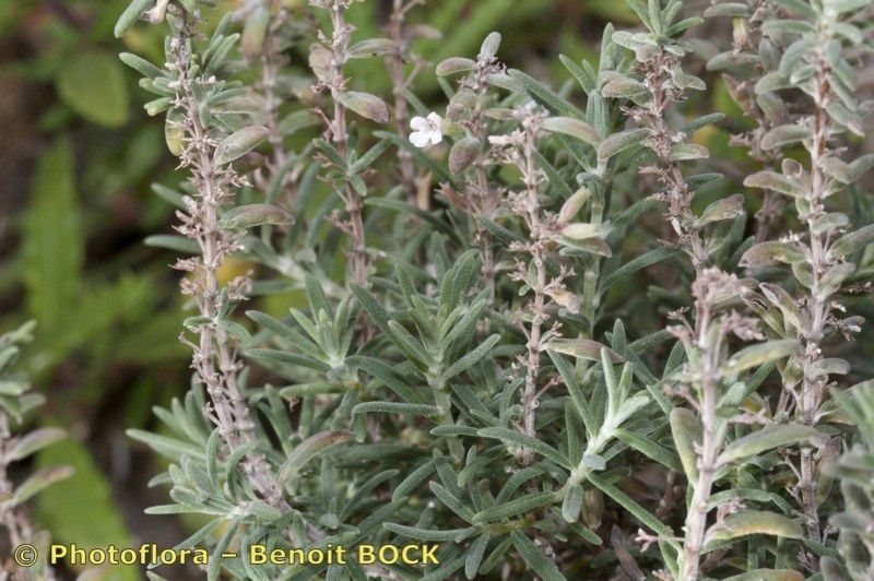 Micromeria tenuis habit