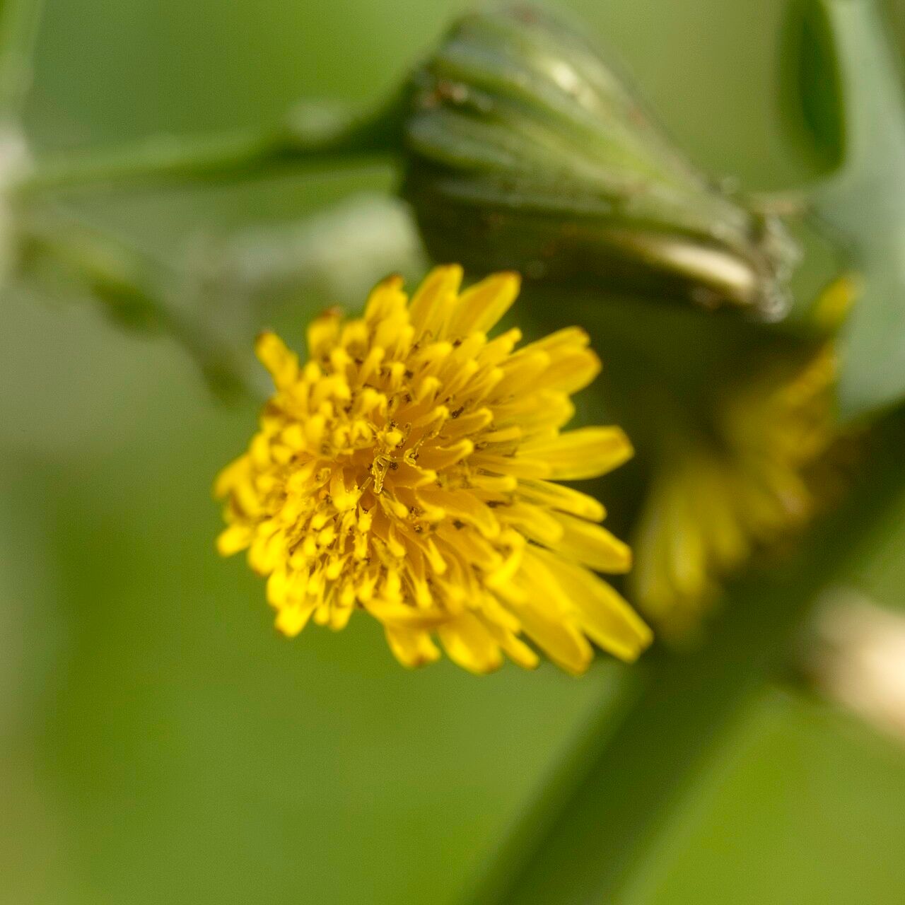 Lactuca quercina flower