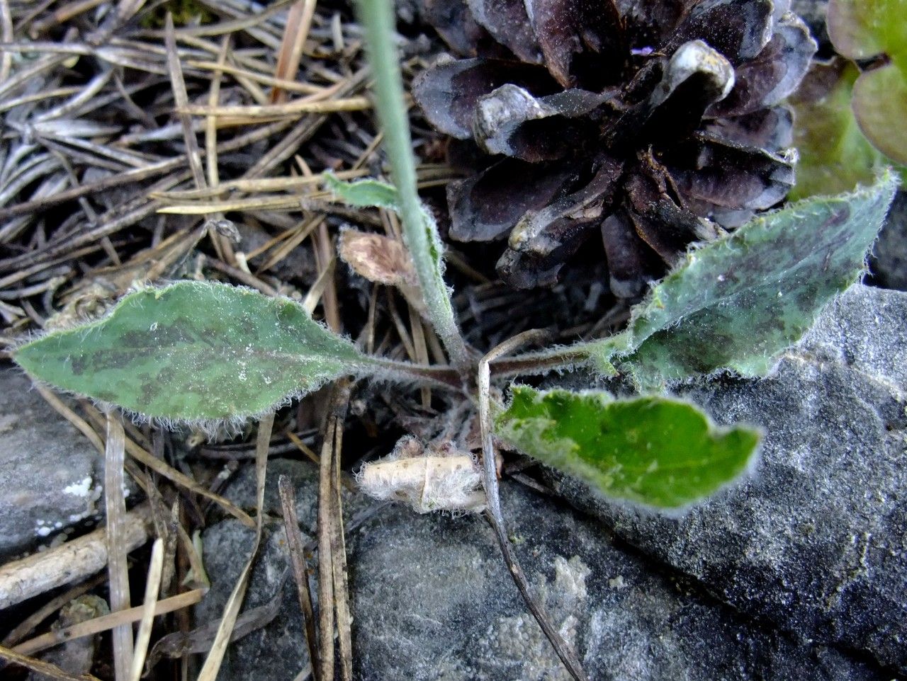 Hieracium schmidtii habit