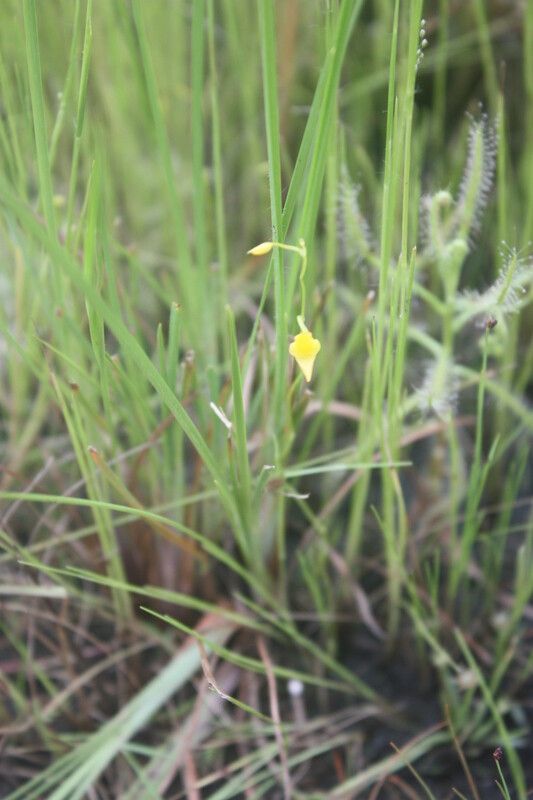 Utricularia micropetala — houseplant care guide