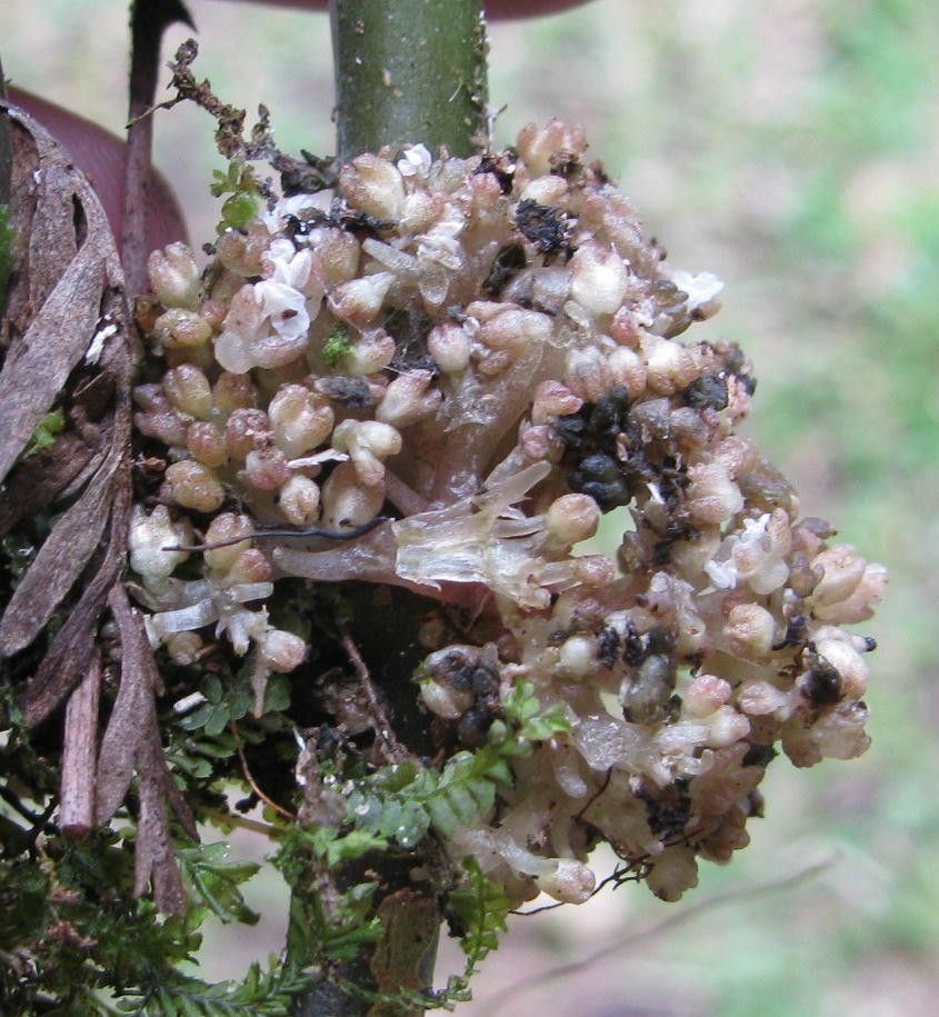 Pilea ecboliophylla fruit