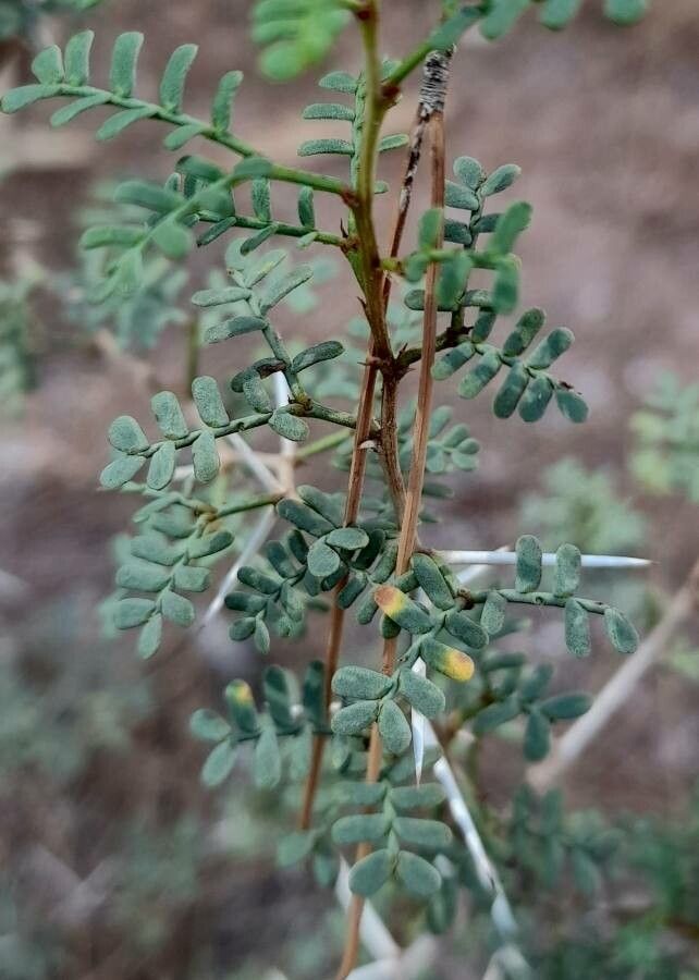 Prosopis strombulifera — search result for 'Prosopis'