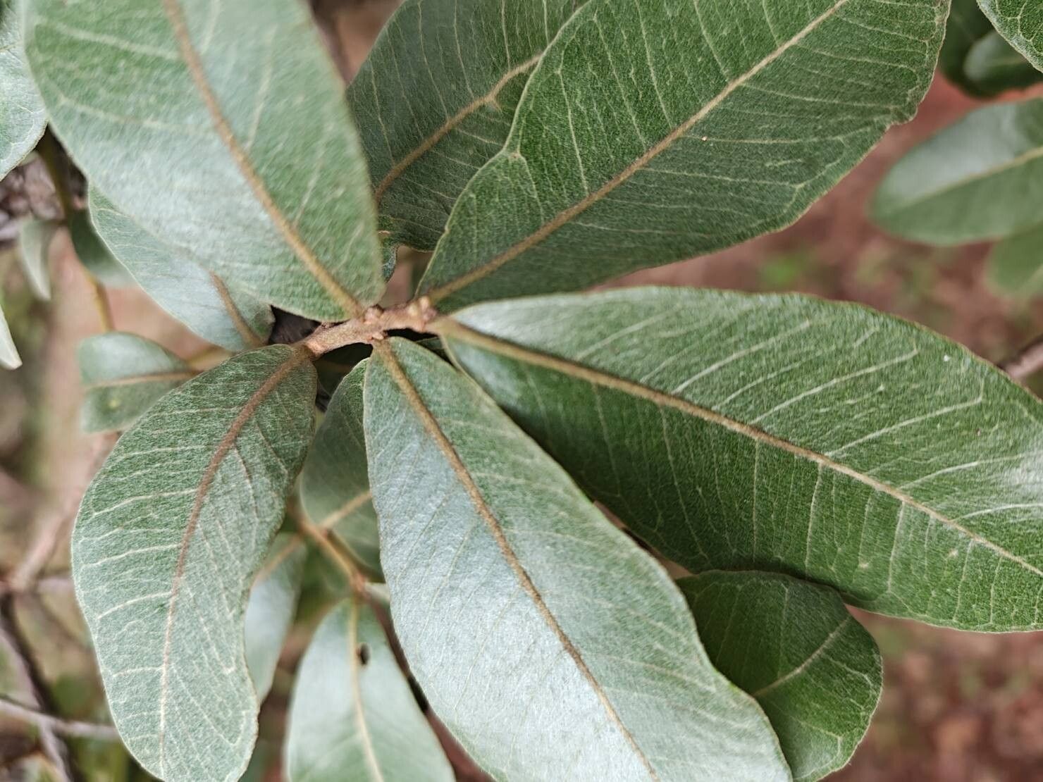Psidium laruotteanum leaf