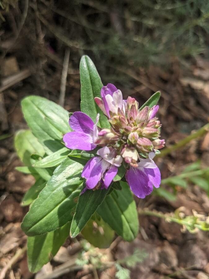 Collinsia concolor — related species from the same genus