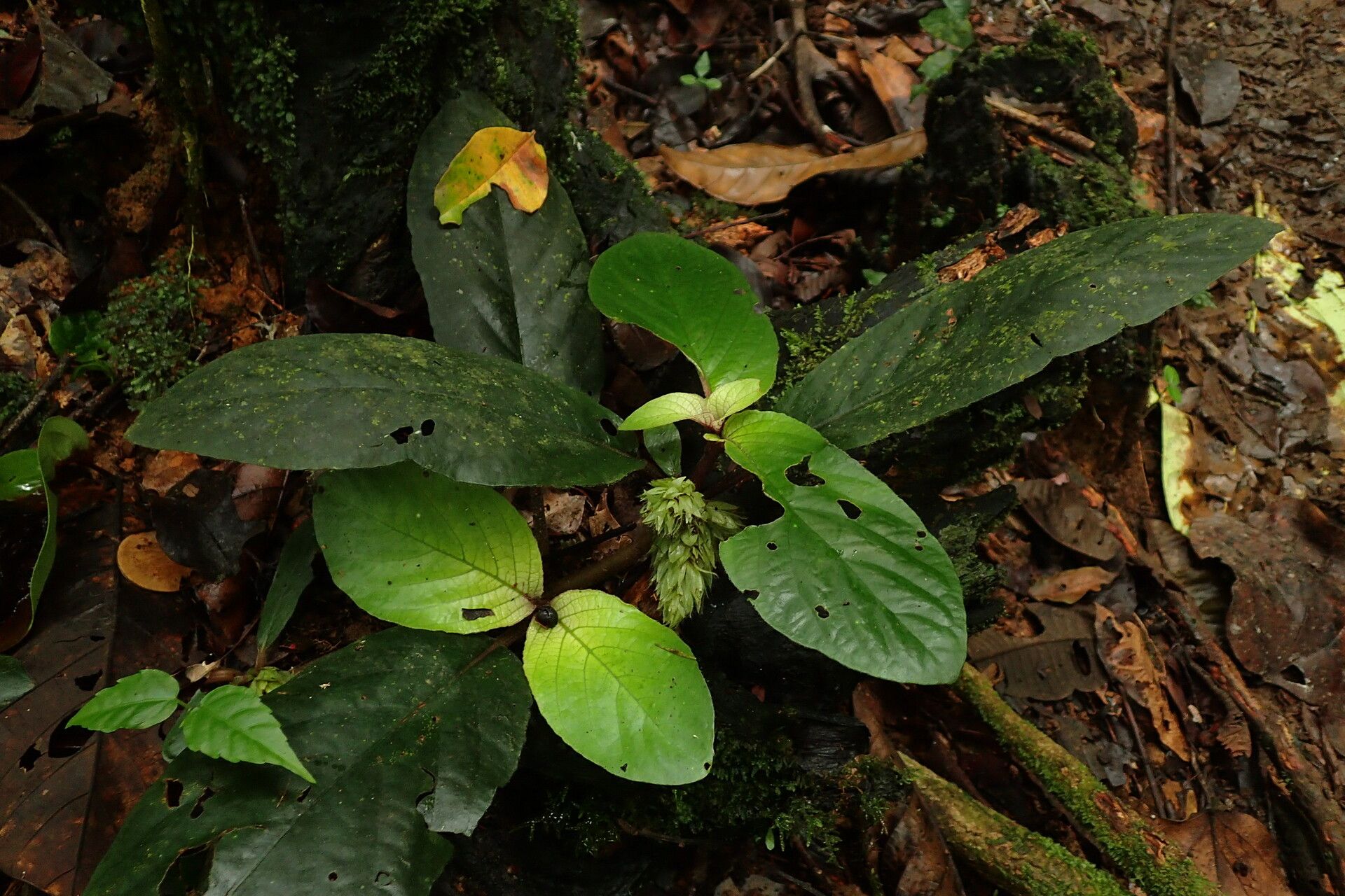 Staurogyne bicolor — related species from the same genus