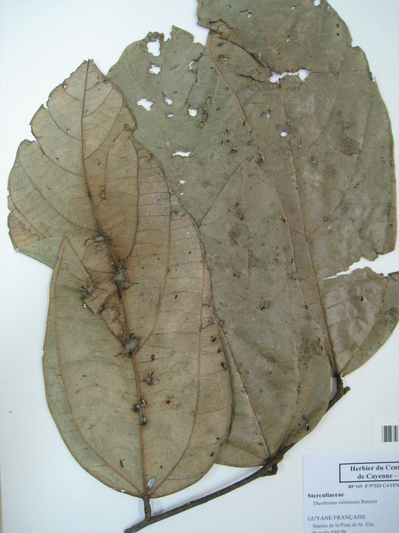 Theobroma velutinum other