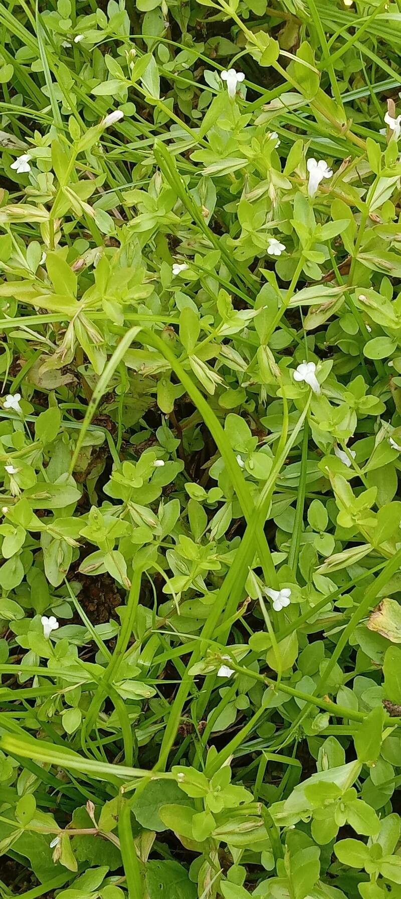 Lindernia dubia habit