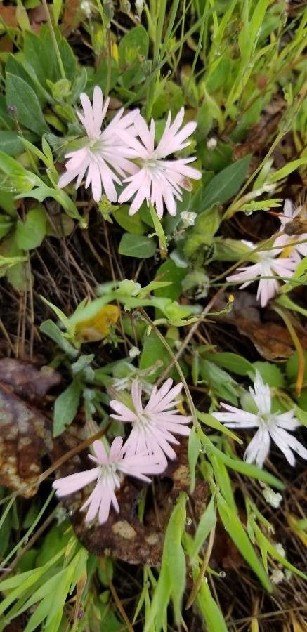 Silene hookeri — houseplant care guide