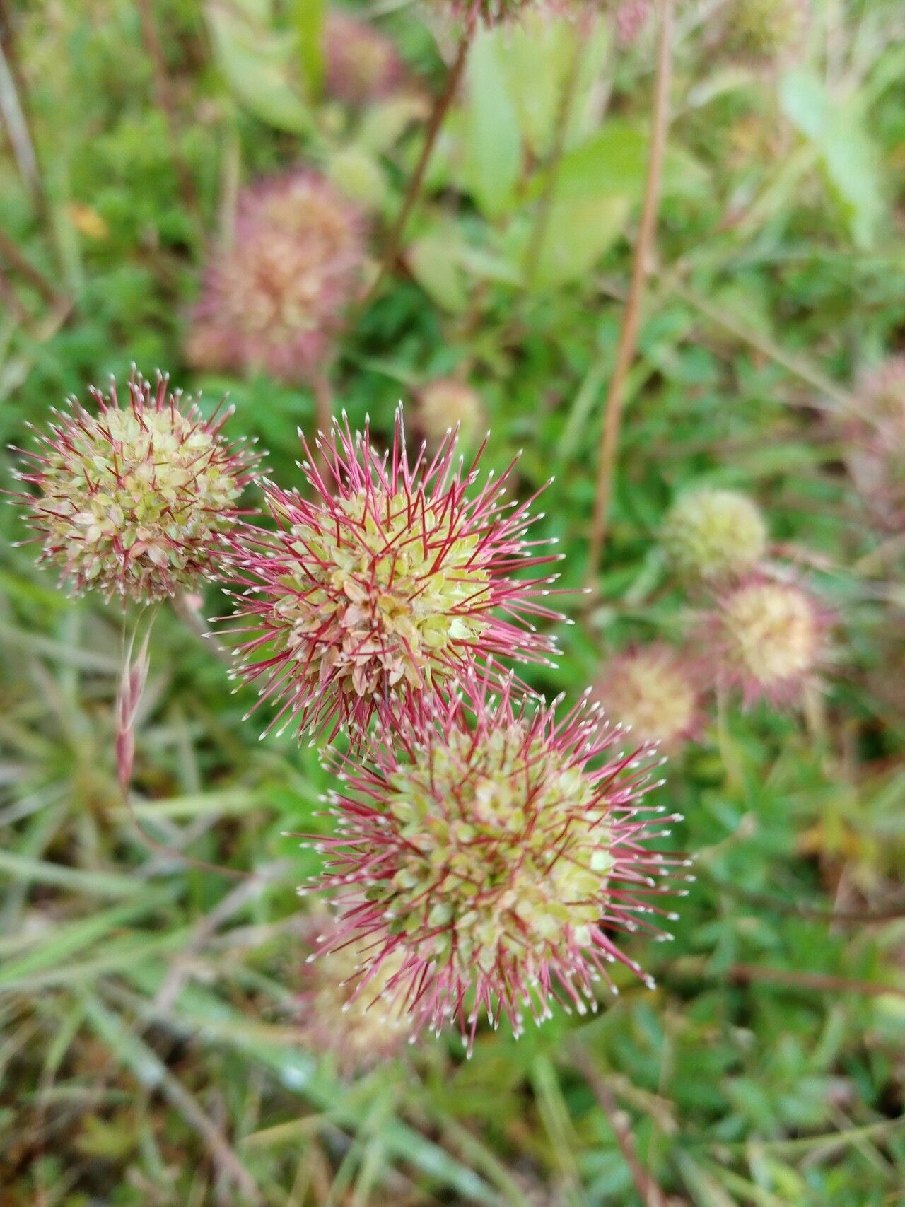 Acaena novae-zelandiae fruit