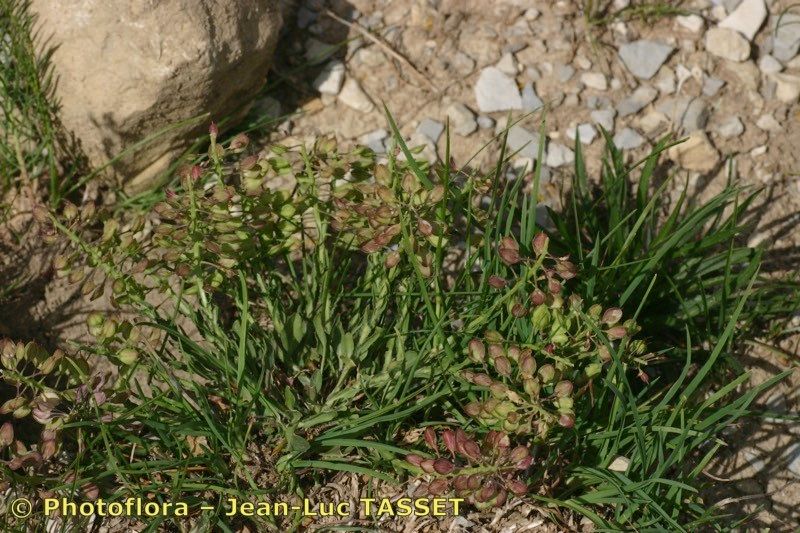 Lepidium villarsii habit