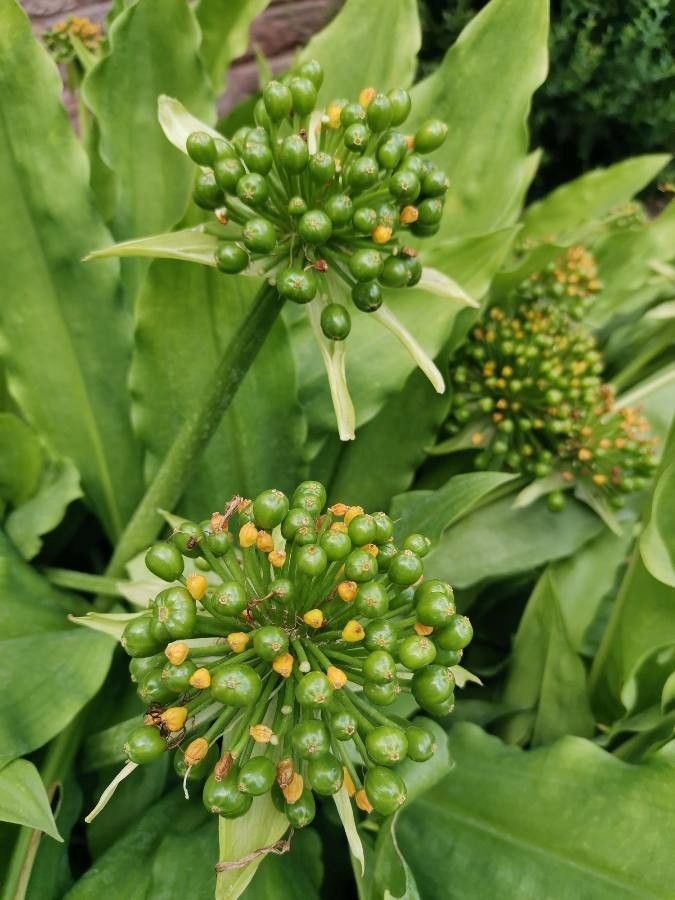 Scadoxus multiflorus fruit