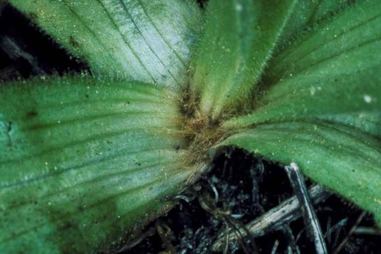 Arnica fulgens — search result for 'Arnica'