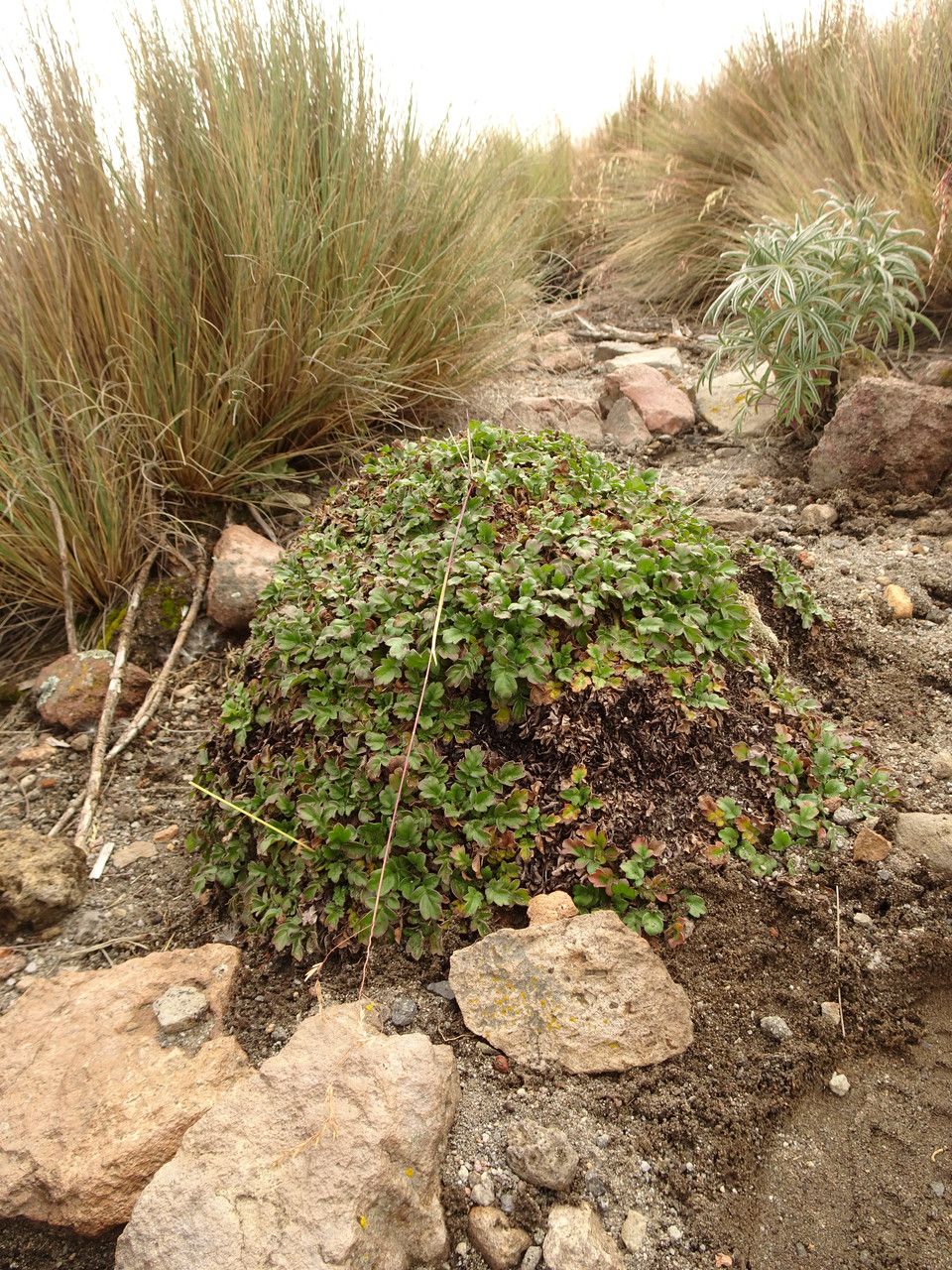 Phacelia platycarpa leaf