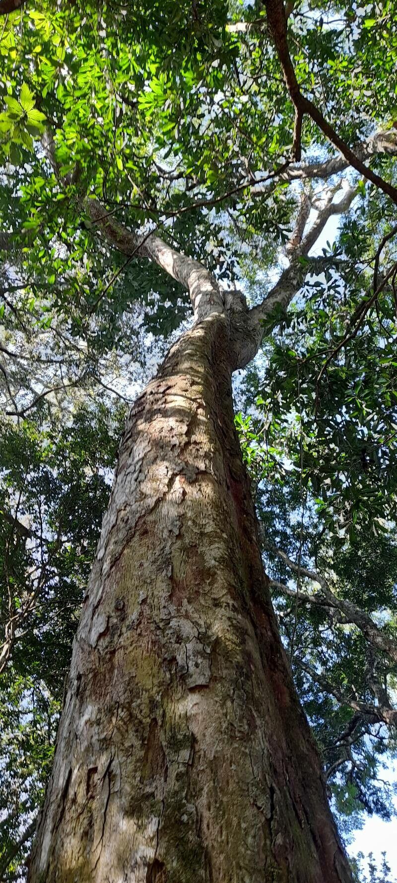 Apuleia leiocarpa habit