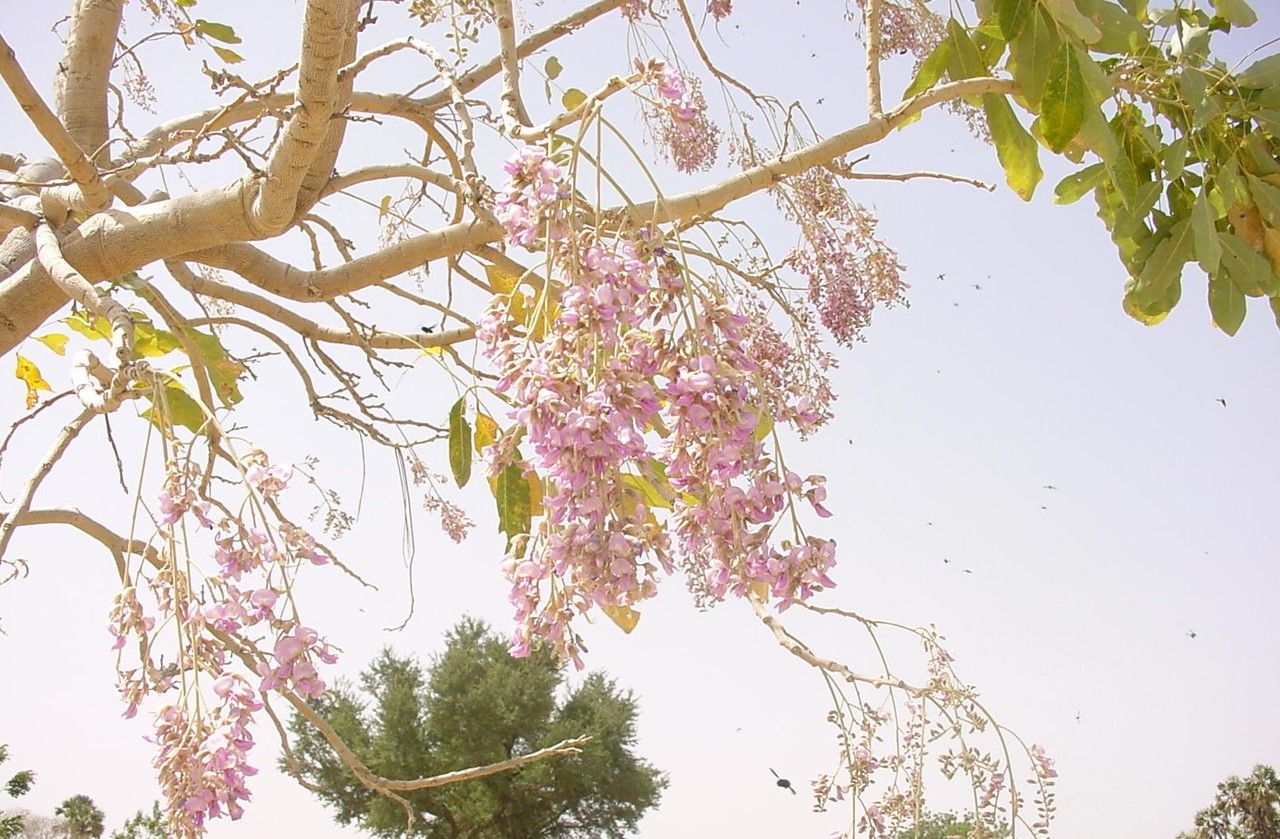 Philenoptera laxiflora flower