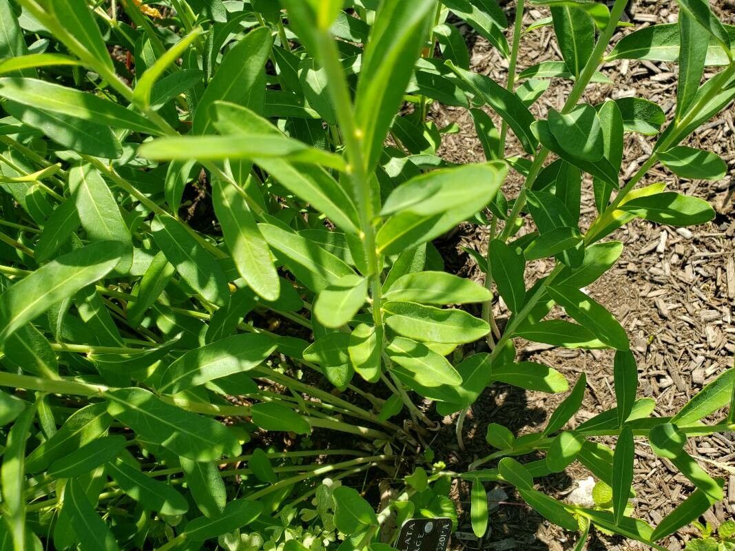 Euphorbia corollata — search result for 'Euphorbiaceae'