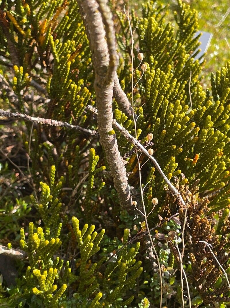 Veronica hectorii bark