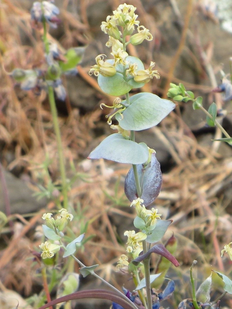 Streptanthus diversifolius — houseplant care guide