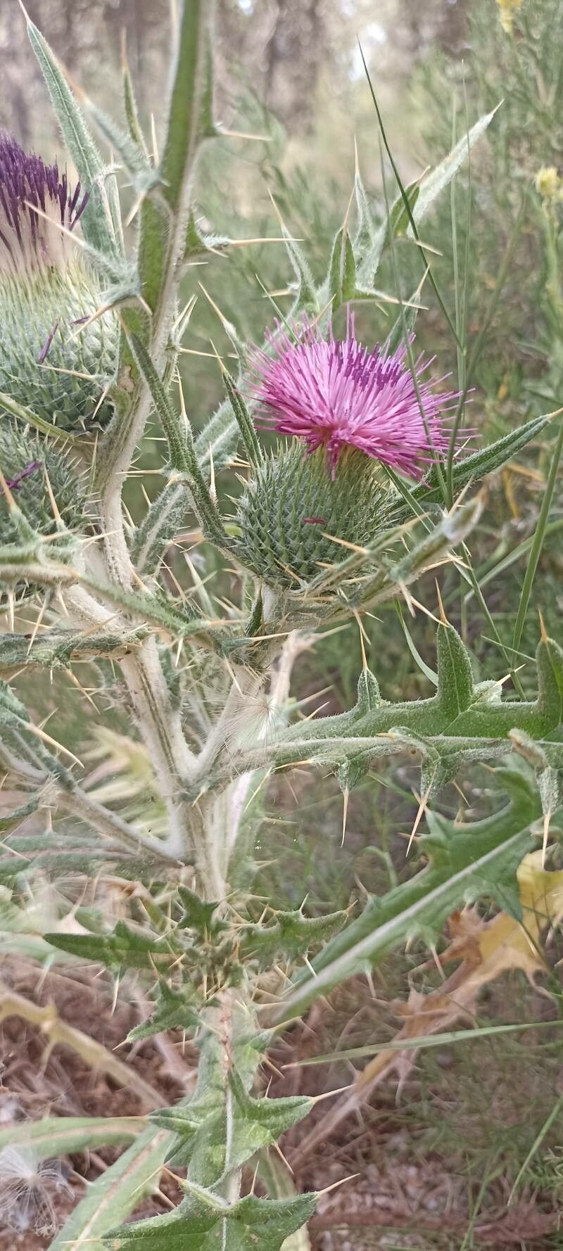 Cirsium echinatum flower