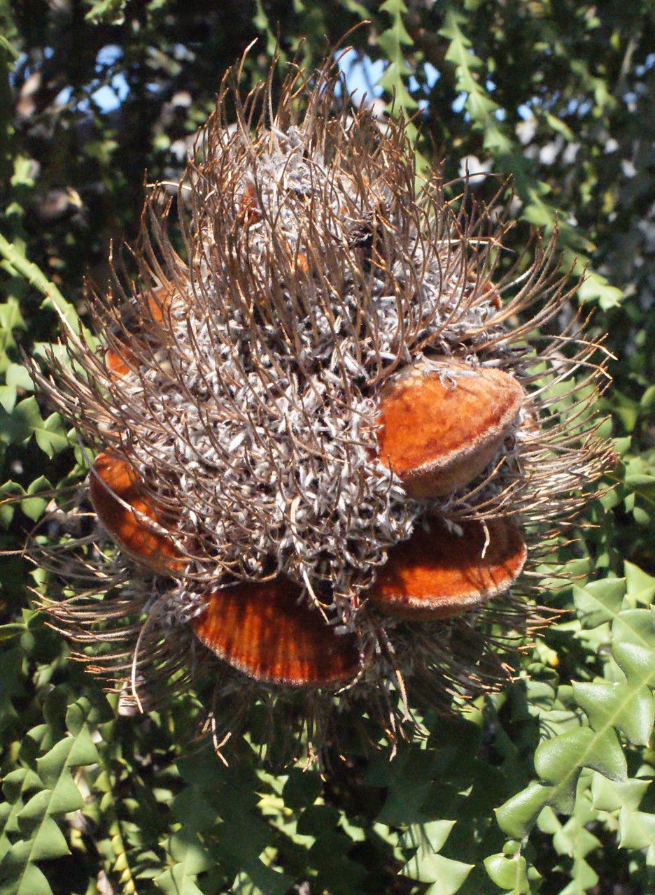 Banksia nivea fruit