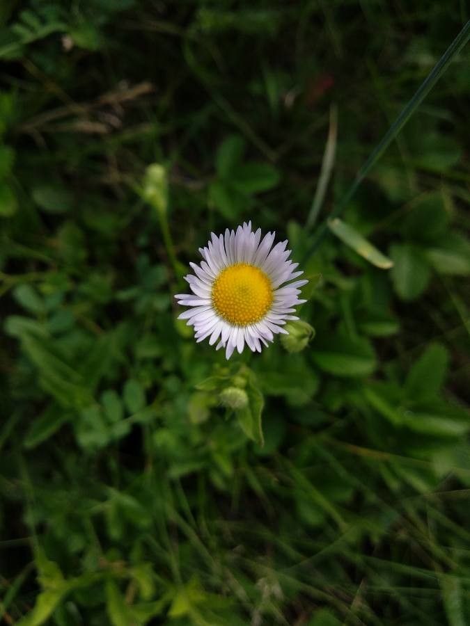 Erigeron nanus — search result for 'Erigeron'