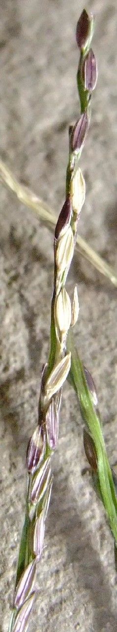 Digitaria ischaemum fruit