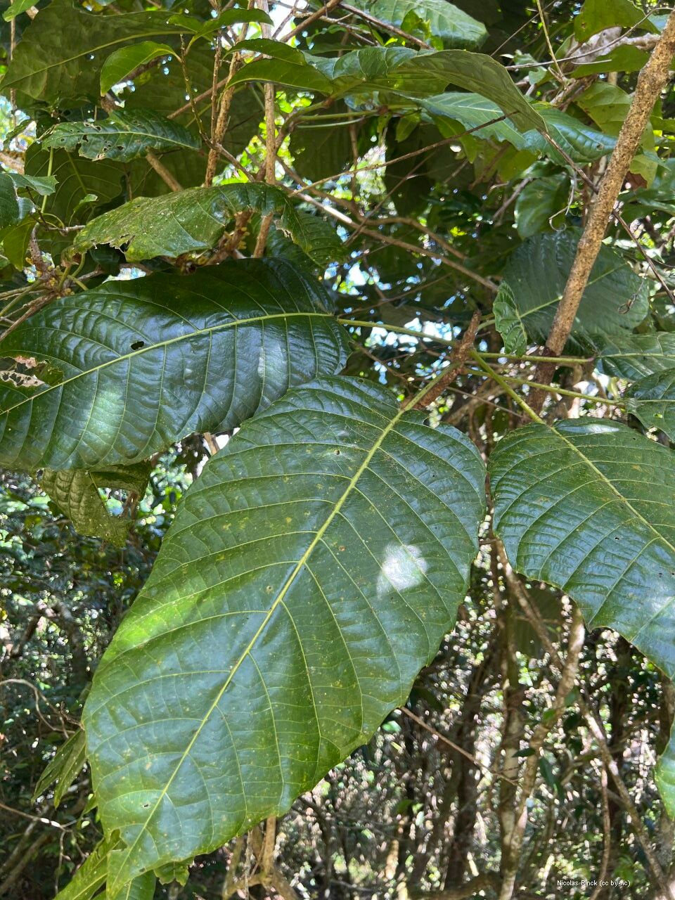Bocquillonia grandidens — related species from the same genus