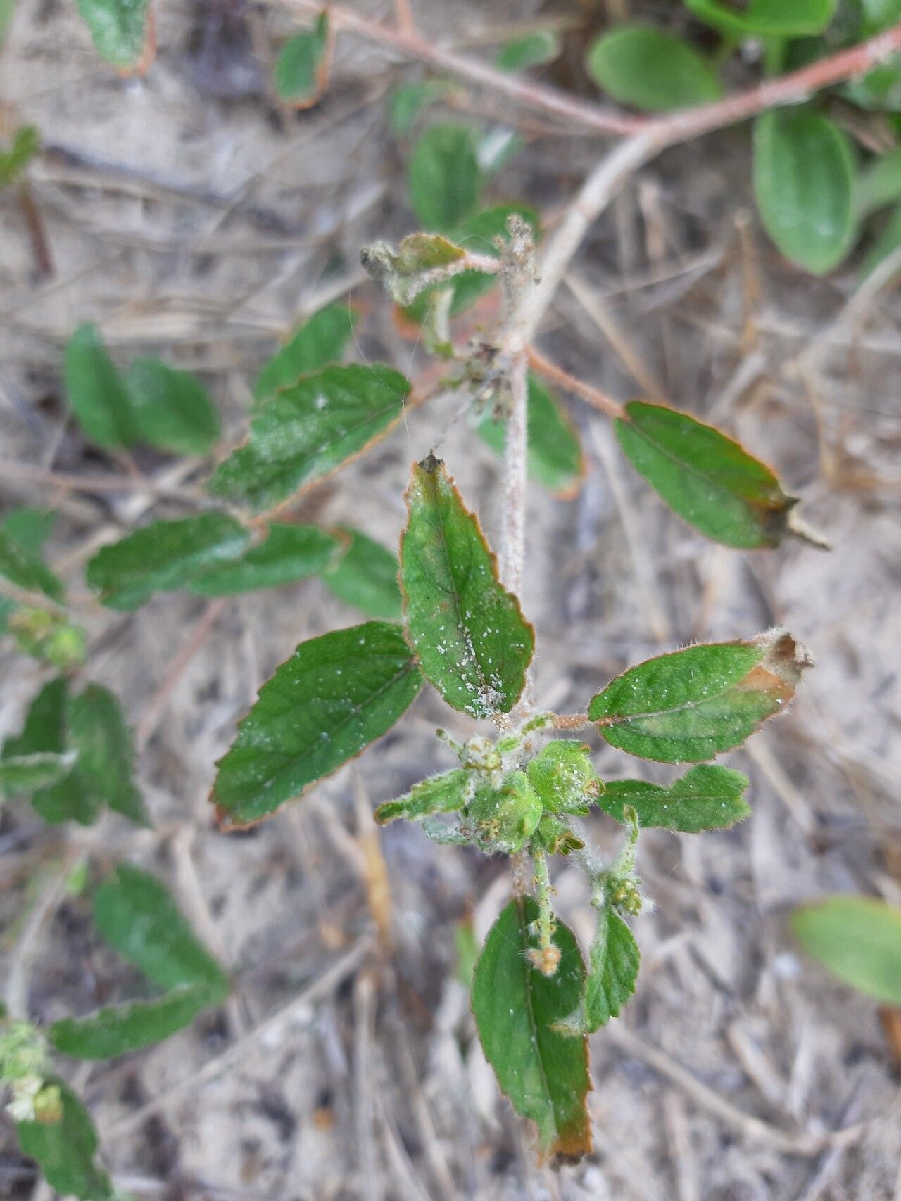 Croton lundianus fruit