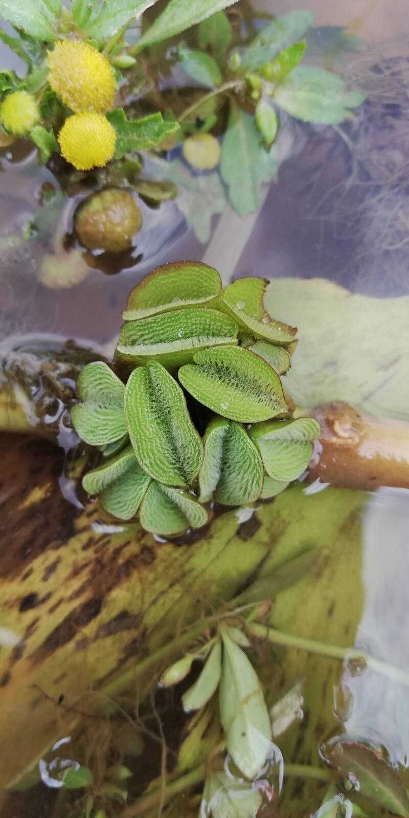 Salvinia nymphellula — houseplant care guide